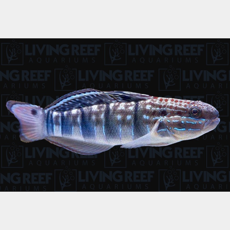 Bullet Goby