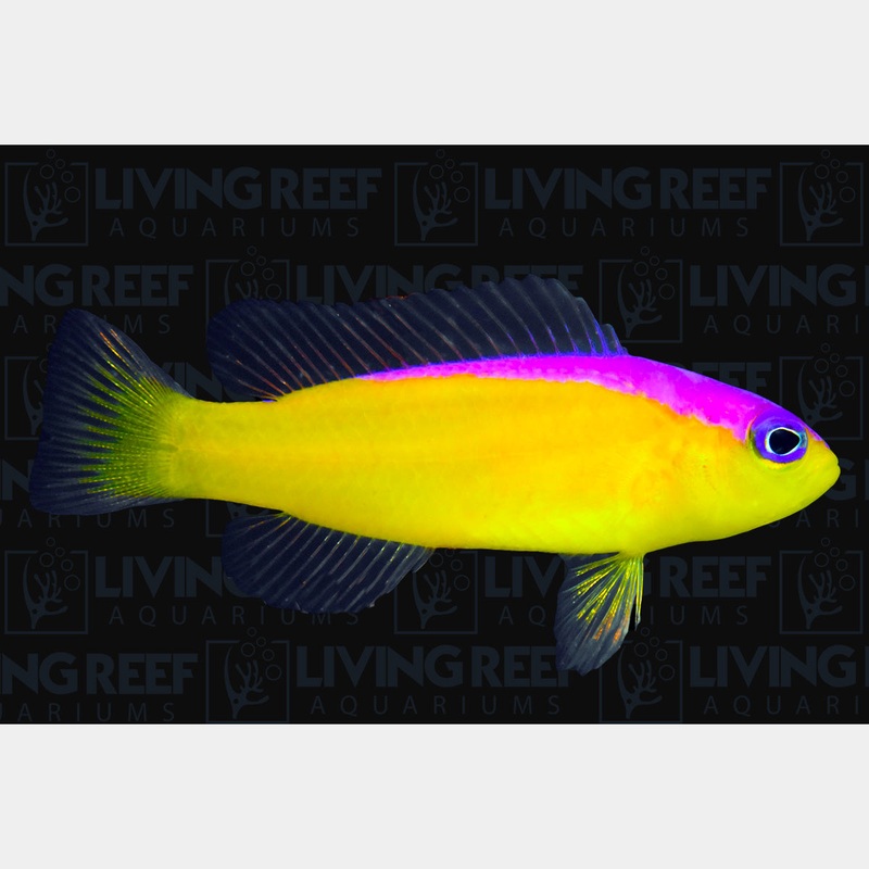 Diadem Dottyback