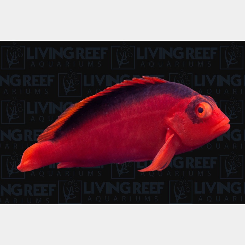 Flame Hawkfish