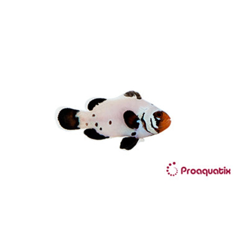 Frostbite Clownfish