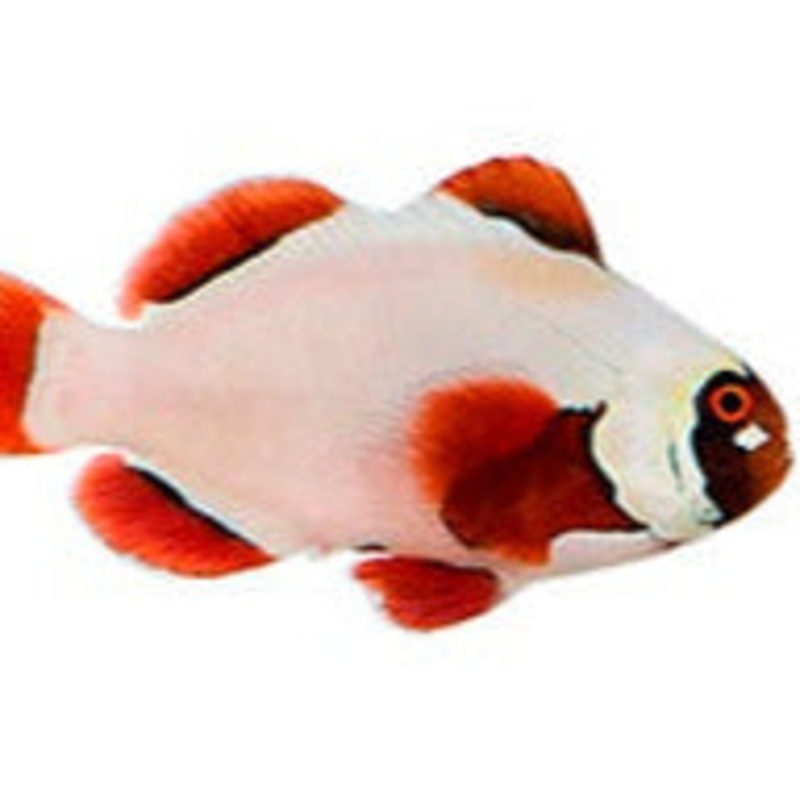 Gold Nugget Maroon Clown Fish