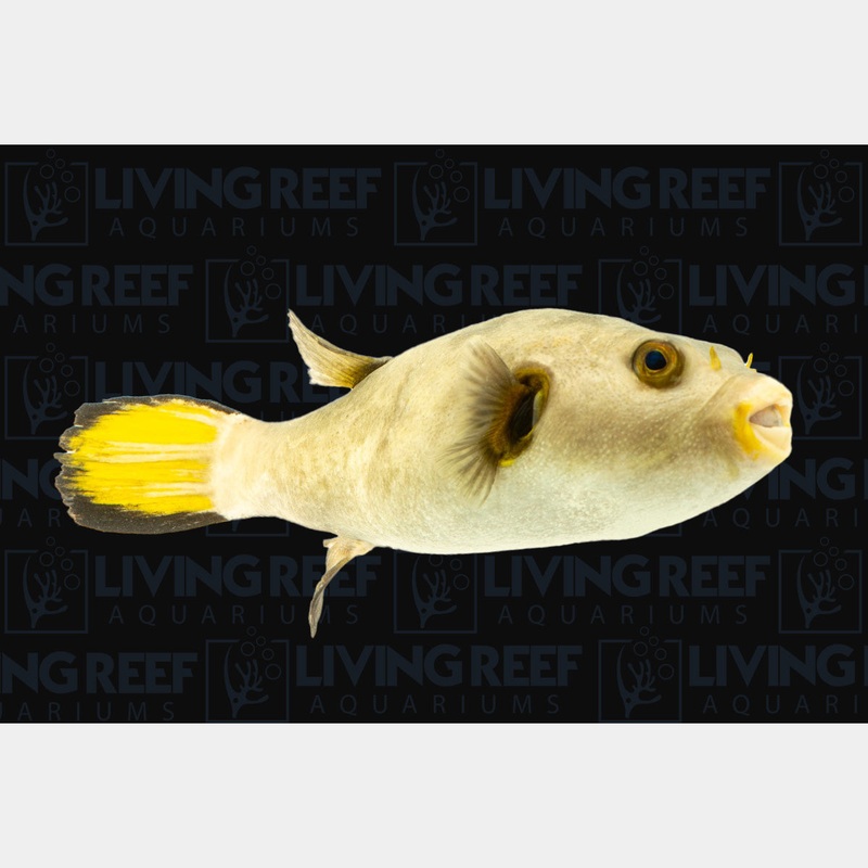 Immaculate Puffer