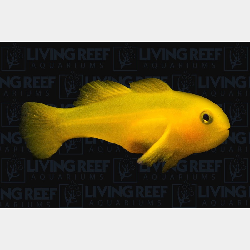 Lemon Clown Goby