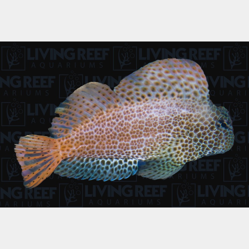 Leopard Combtooth Blenny