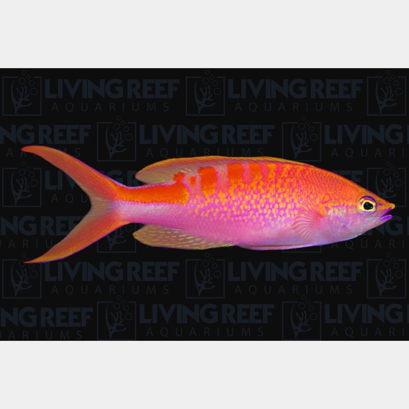 Lori's Anthias