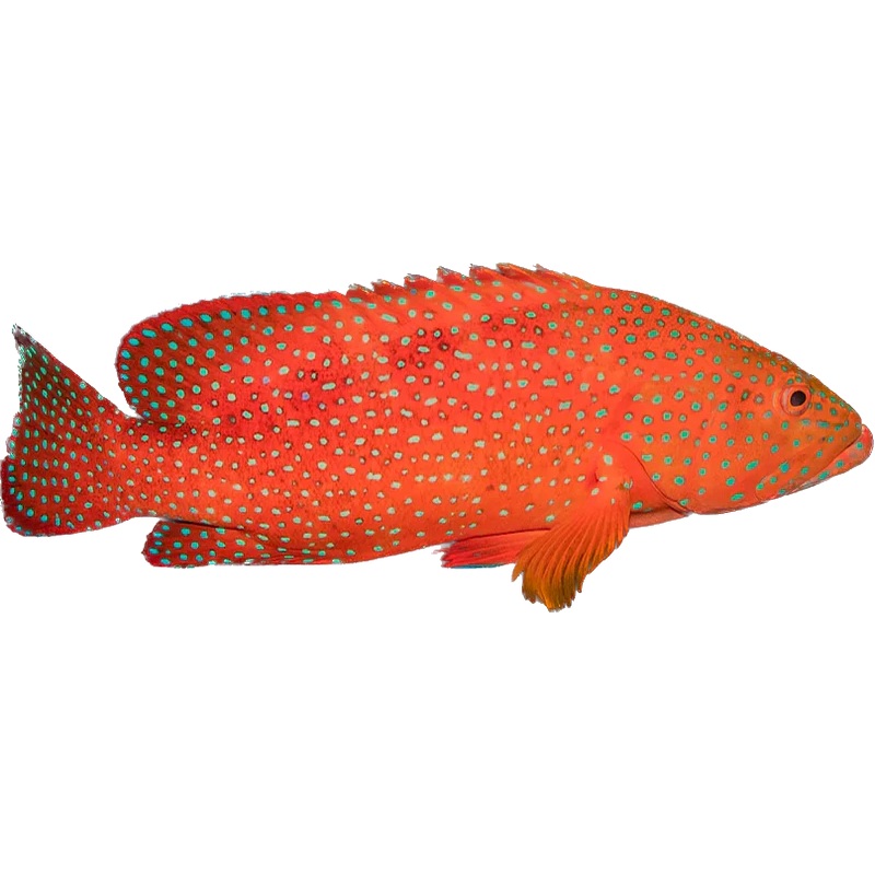 Miniatas Grouper