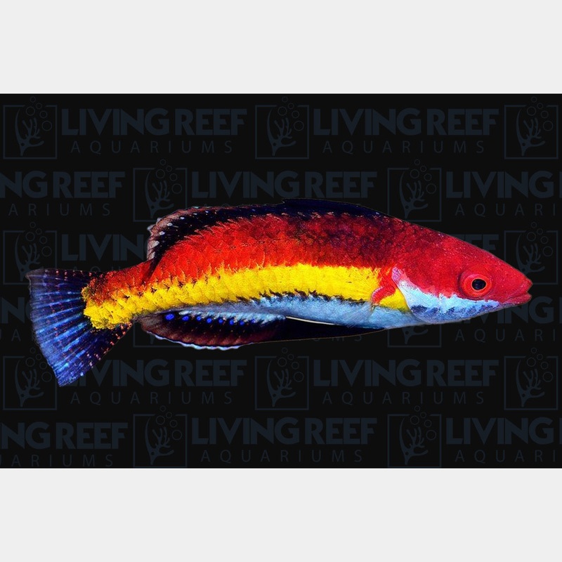 Naokoae Wrasse