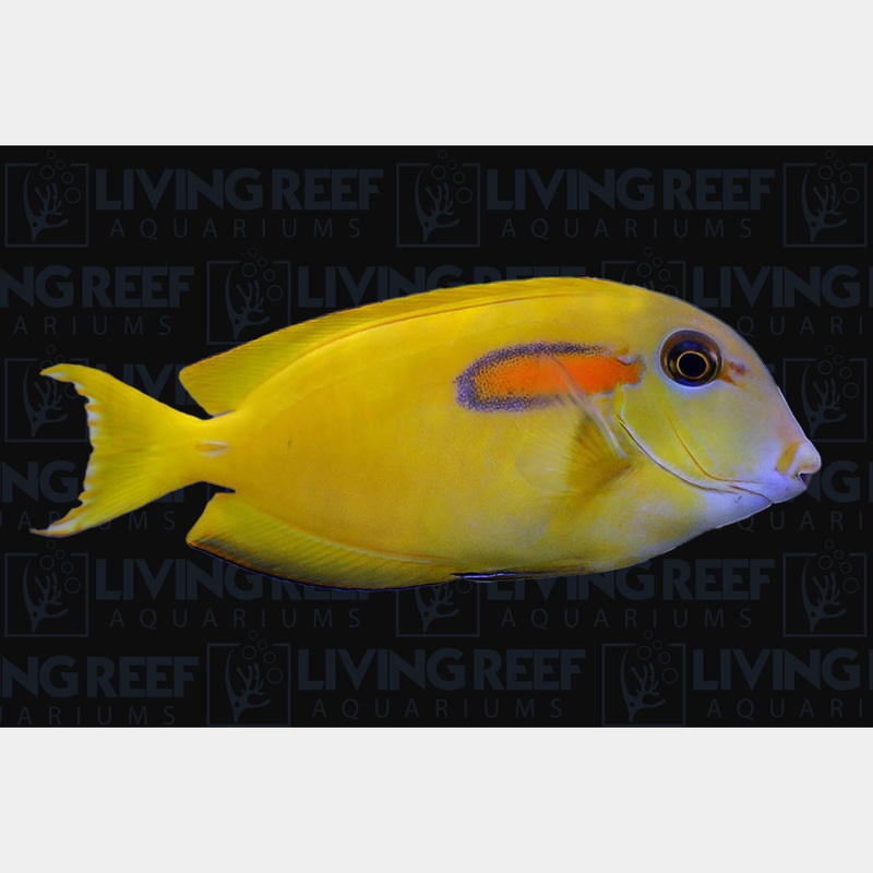 Orange Shoulder Tang