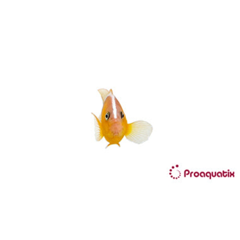 Orange Skunk Clown Fish