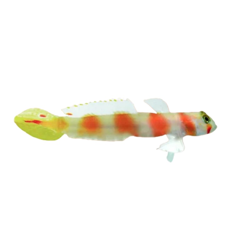 Pink Bar Aurora Goby