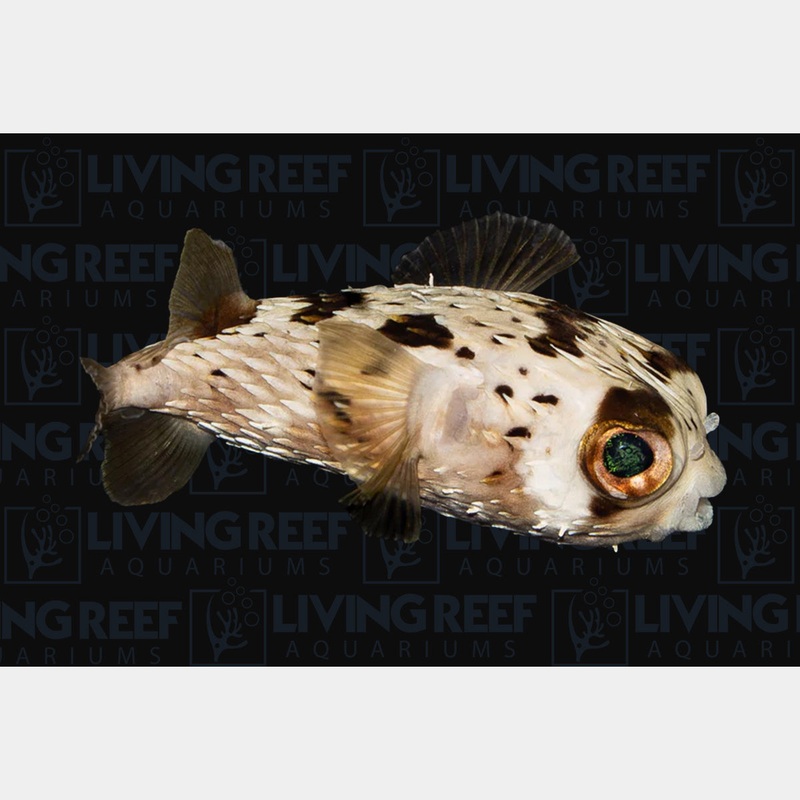 Porcupine Puffer