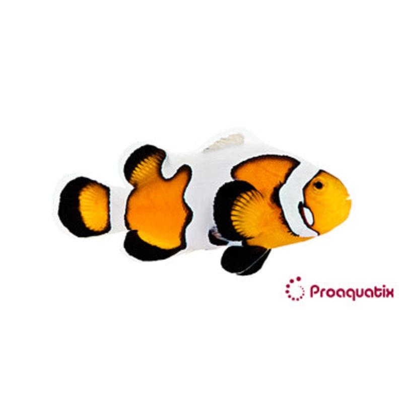 Premium Gladiator/DaVinci Clown Fish