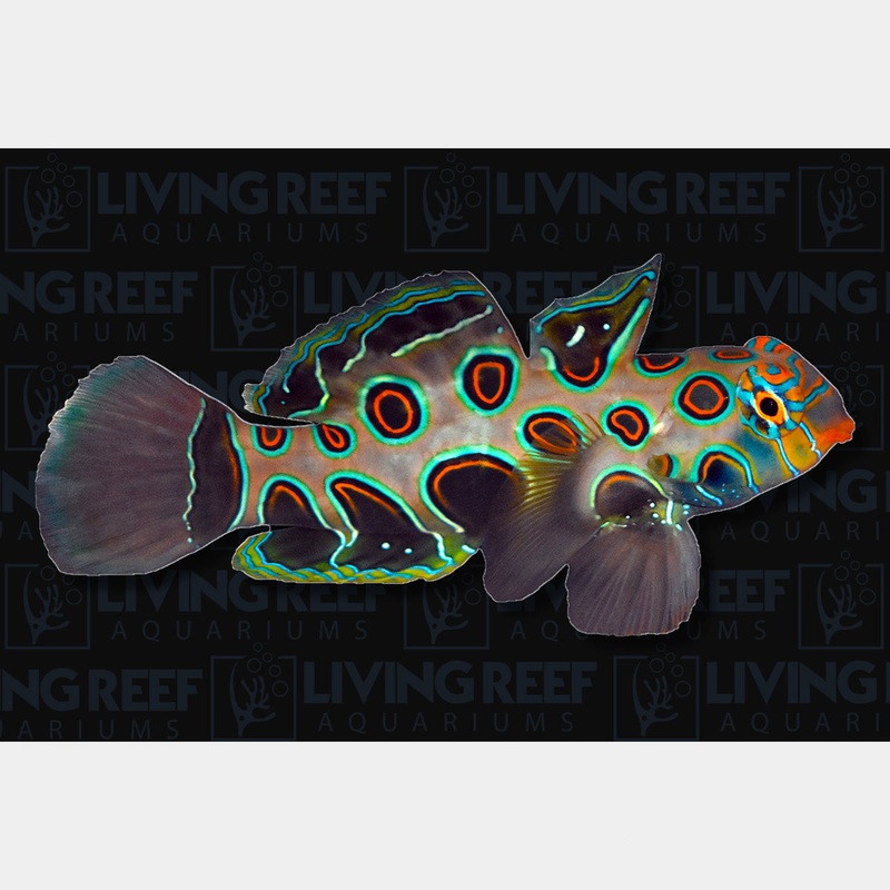 Psychedelic Mandarin Goby