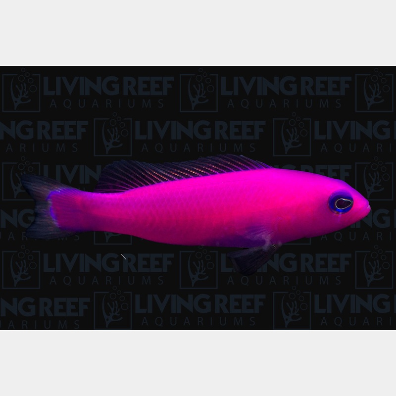 Purple Dottyback