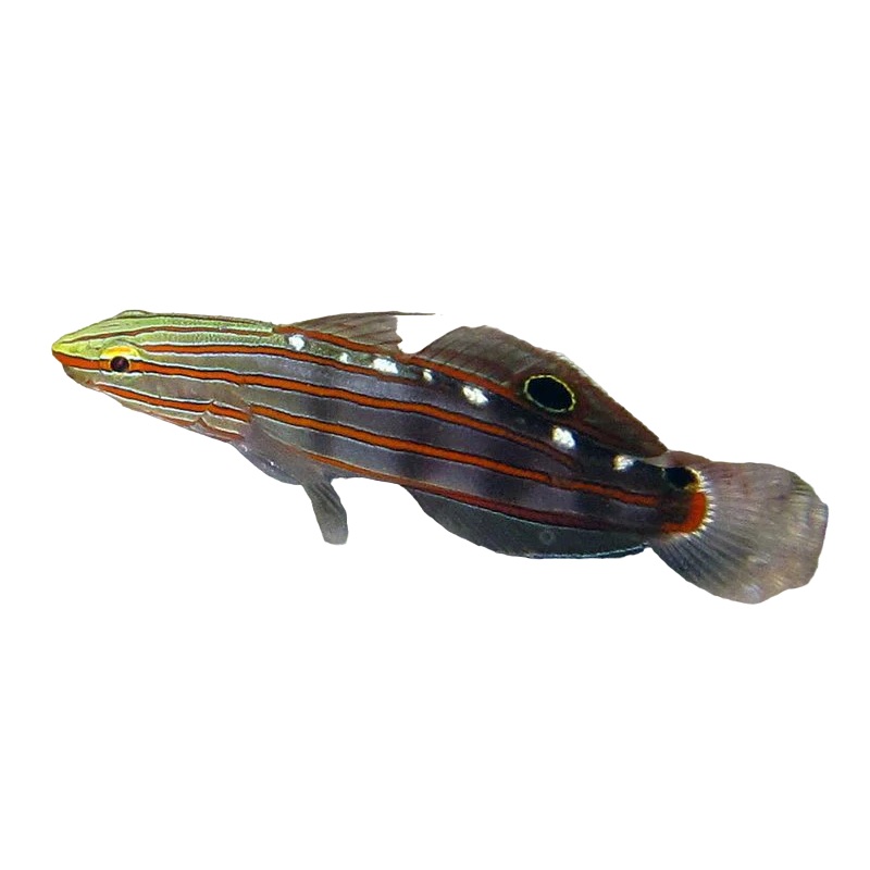 Rainford Goby