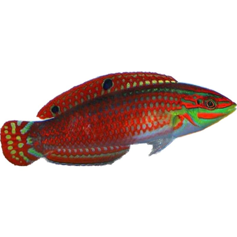 Red Lined Wrasse