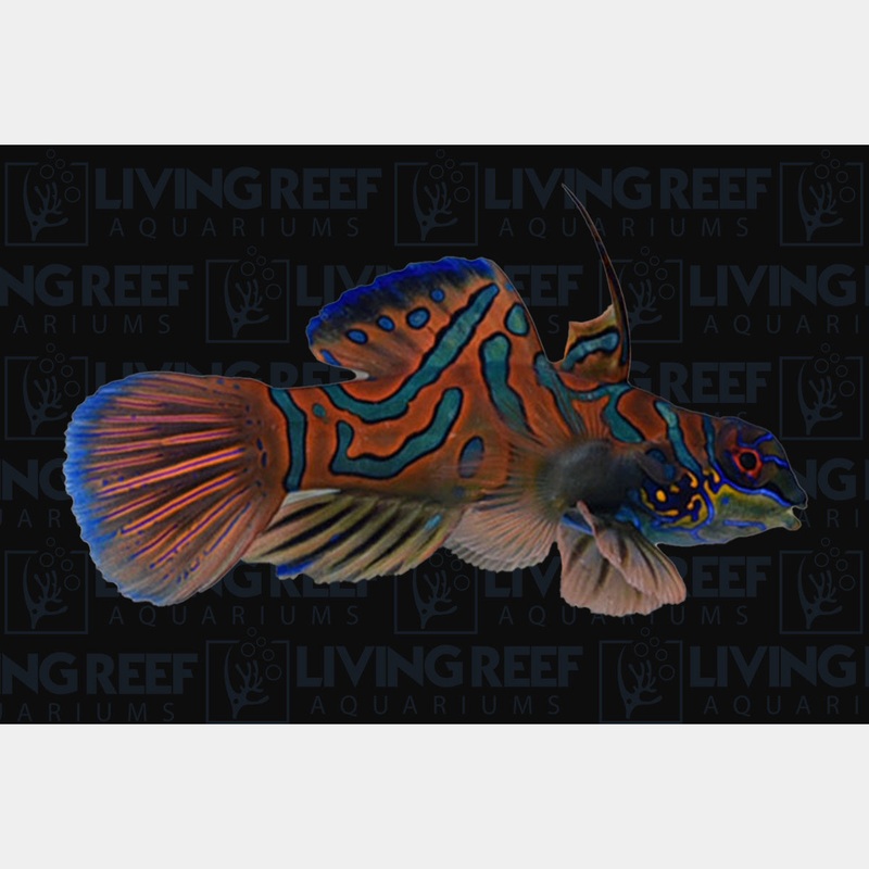 Red Mandarin Goby