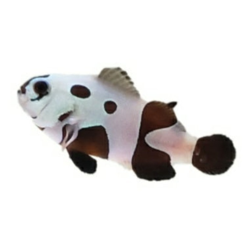 Super Storm Clown Fish