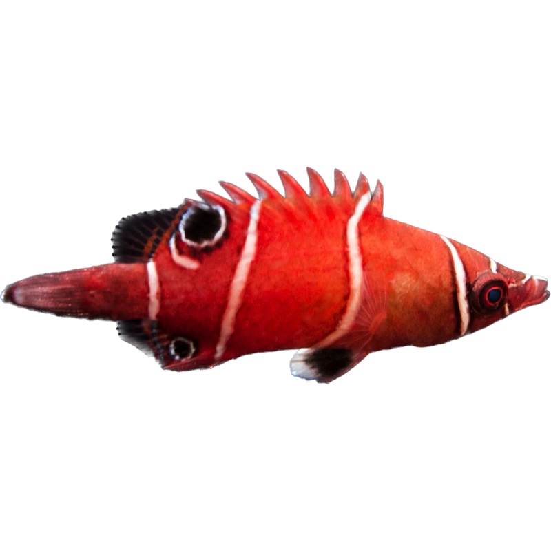 Tanaka's Red and White Banded Possum Wrasse
