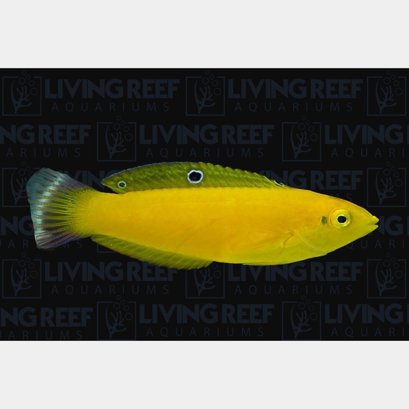 Yellow Coris Wrasse