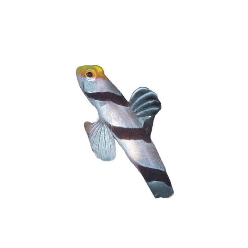 Yellow Face Candy Goby