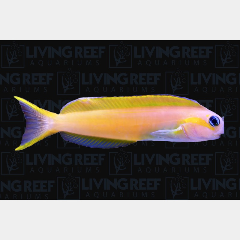Yellow Midas Blenny