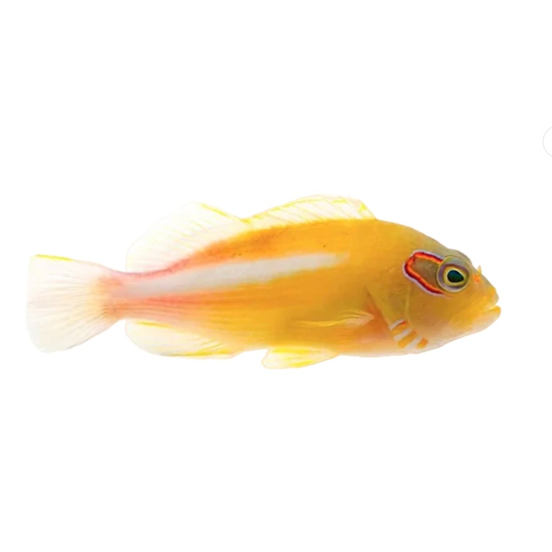Arc-Eye Hawkfish