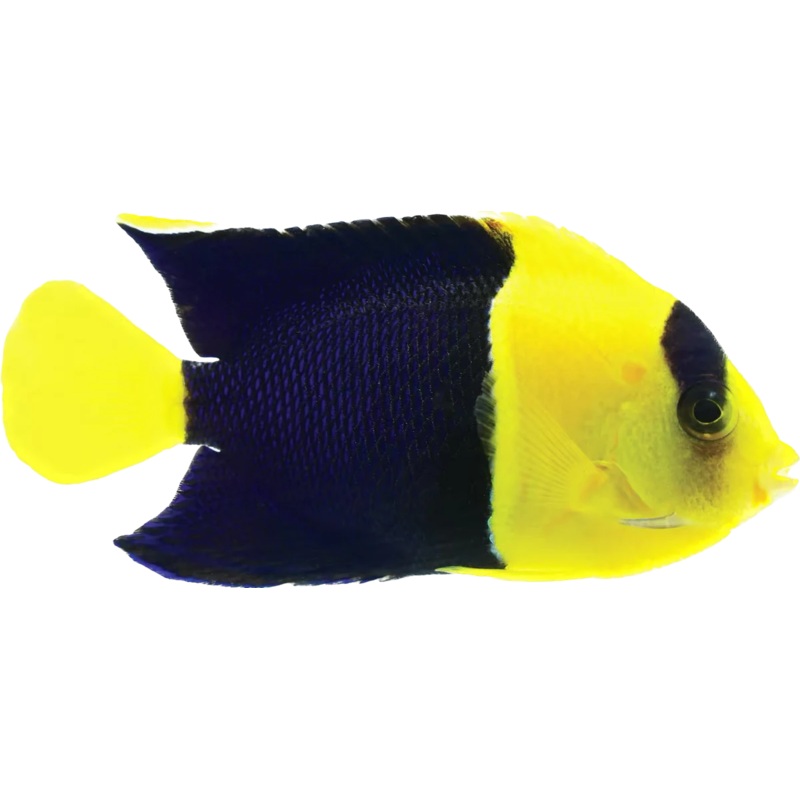 BiColor Angel