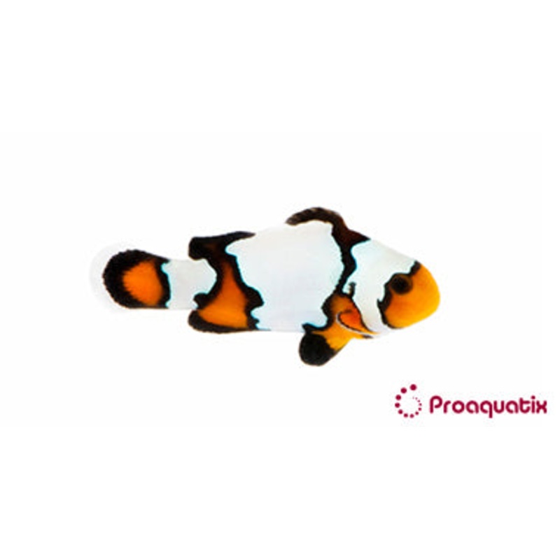Black Ice Snowflake Clown Fish