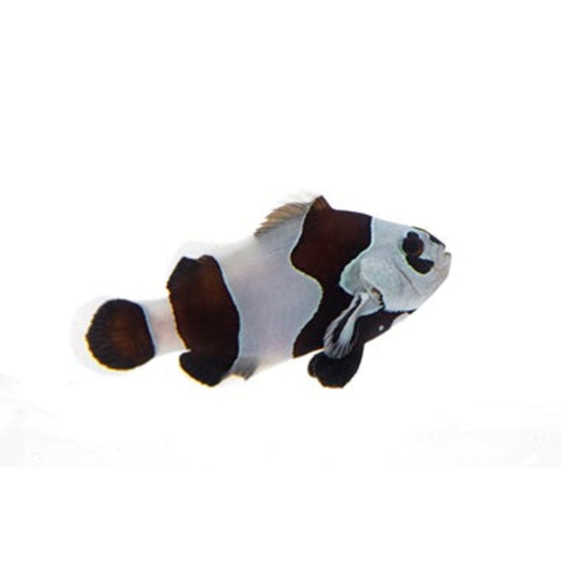 Black Semi Storm Clown Fish
