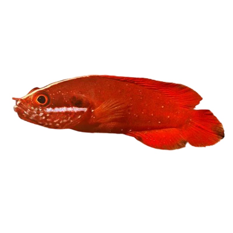 Blood Red Soapfish
