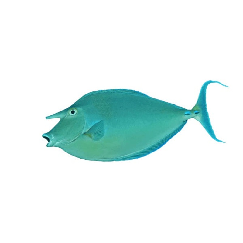 Blue lips Unicorn Tang