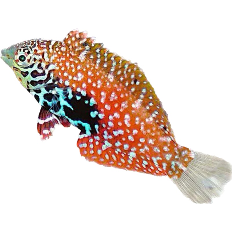 Blue Star Leopard Wrasse Female