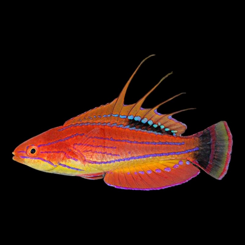 Carpenters Fairy Wrasse M