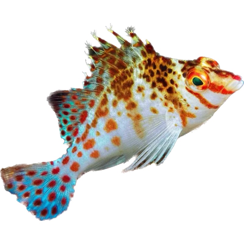 Dwarf Hawkfish