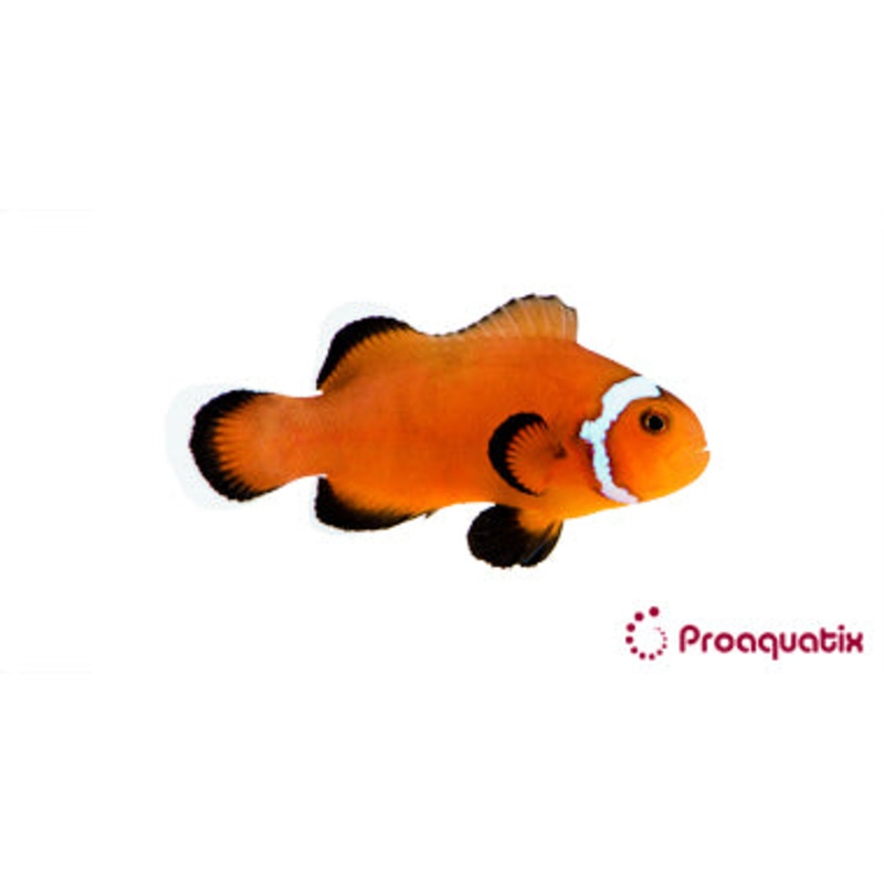 Extreme Misbar Mocha Clownfish