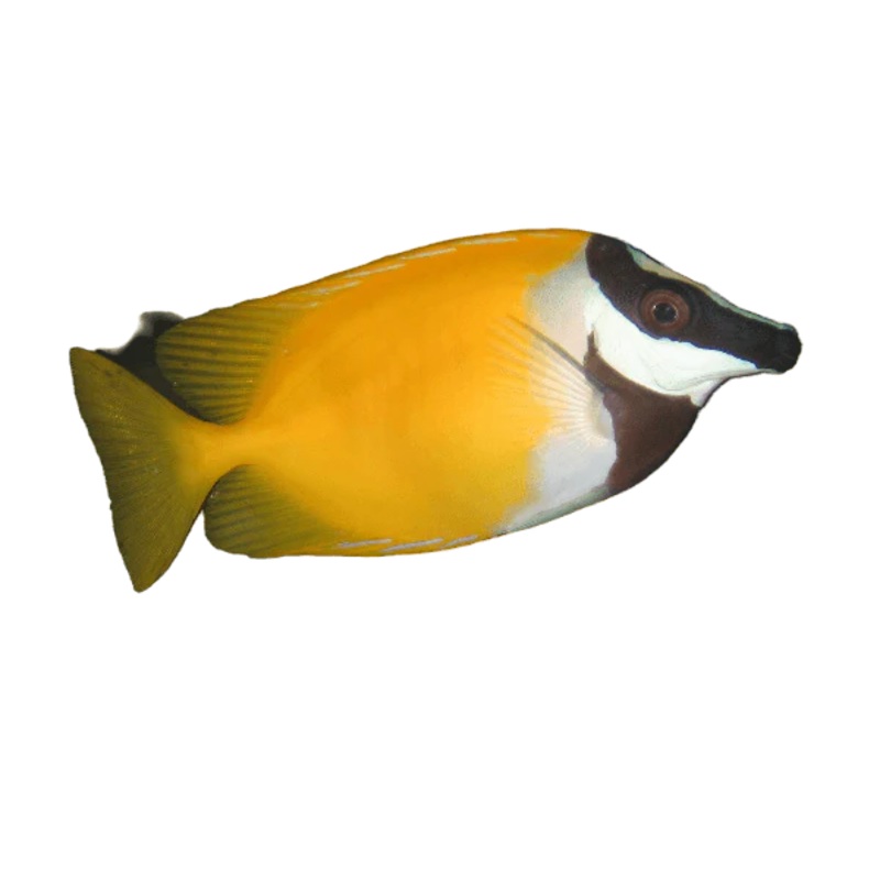 Foxface sm