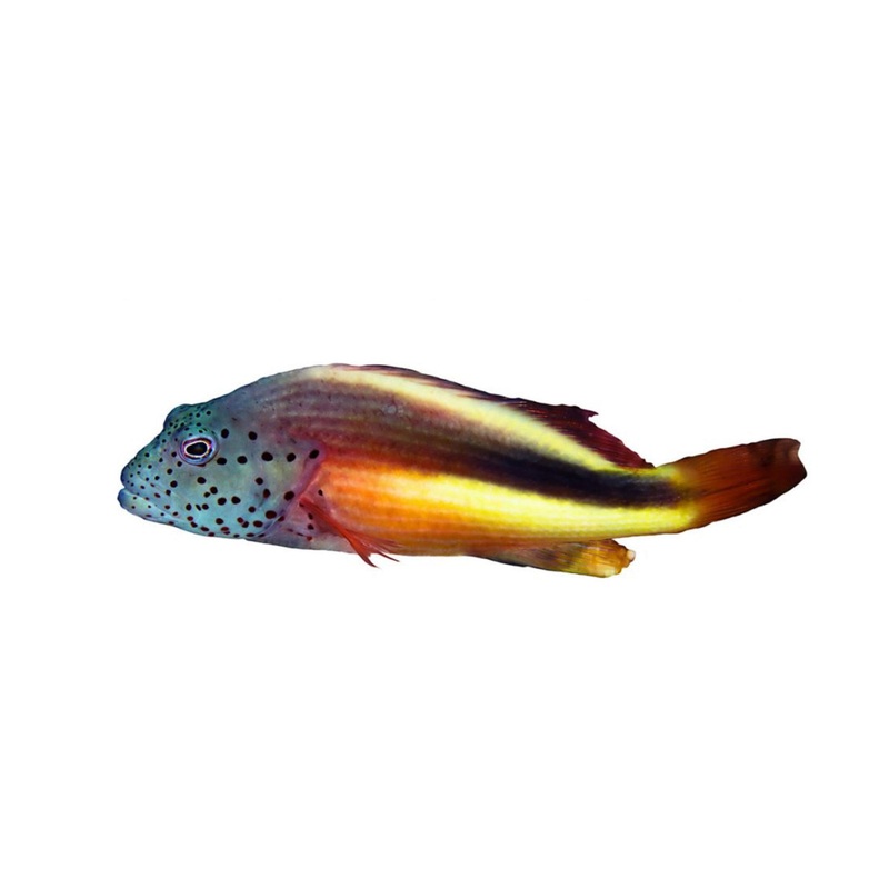 Freckled Hawkfish