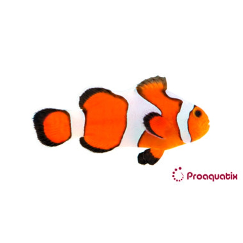 Gladiator/DaVinci Clown Fish
