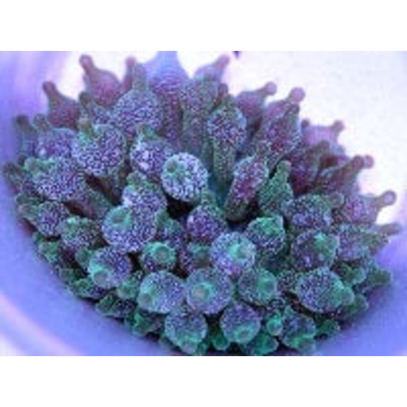 Green Acid Drop Bubble Tip Anemone