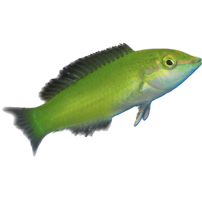 Green Coris Wrasse