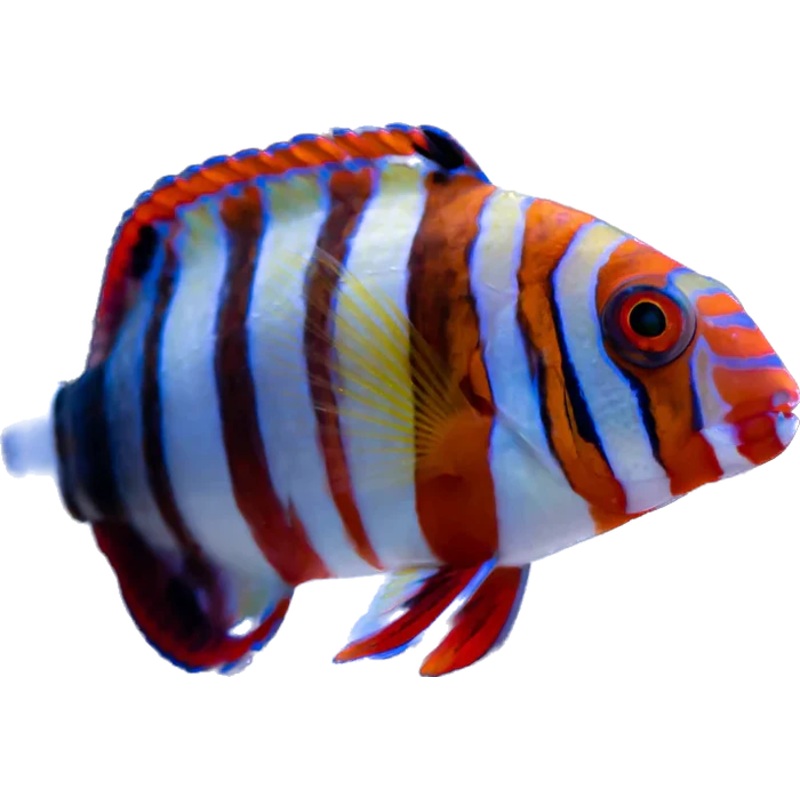 Harlequin Tusk