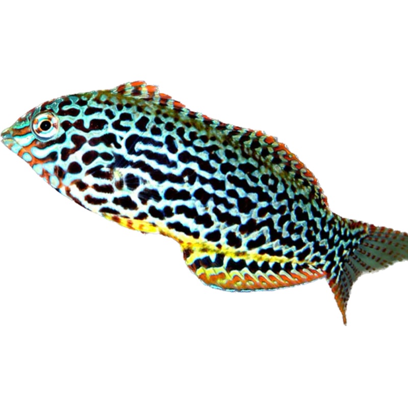 Leopard Wrasse