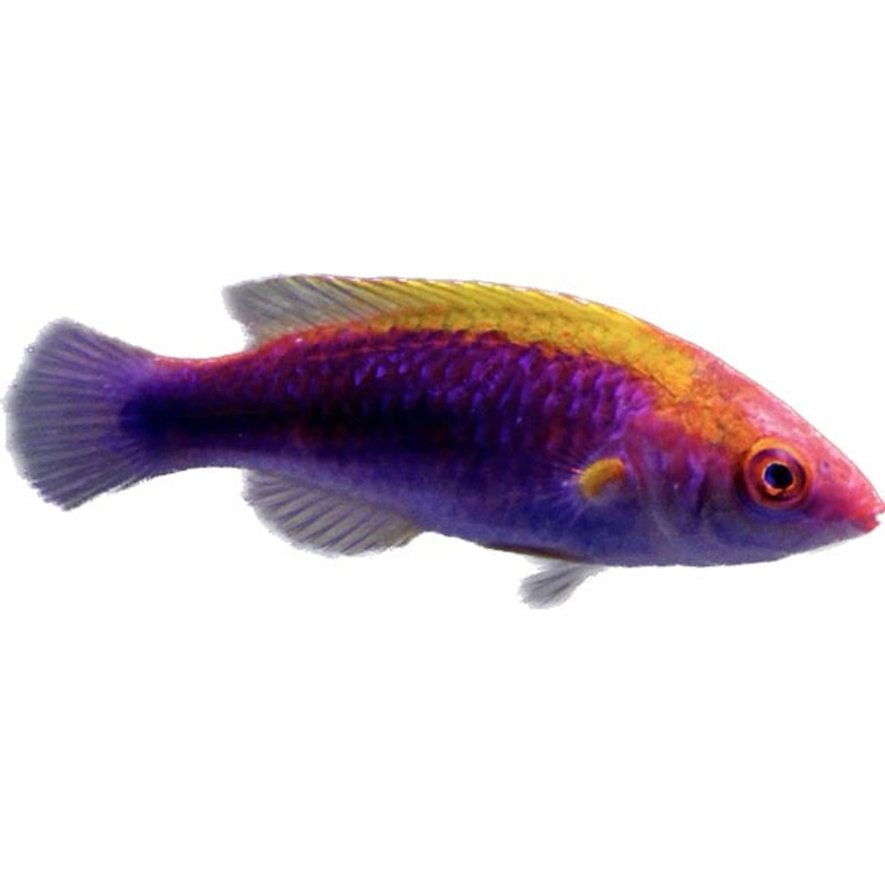 Lubbocks Wrasse