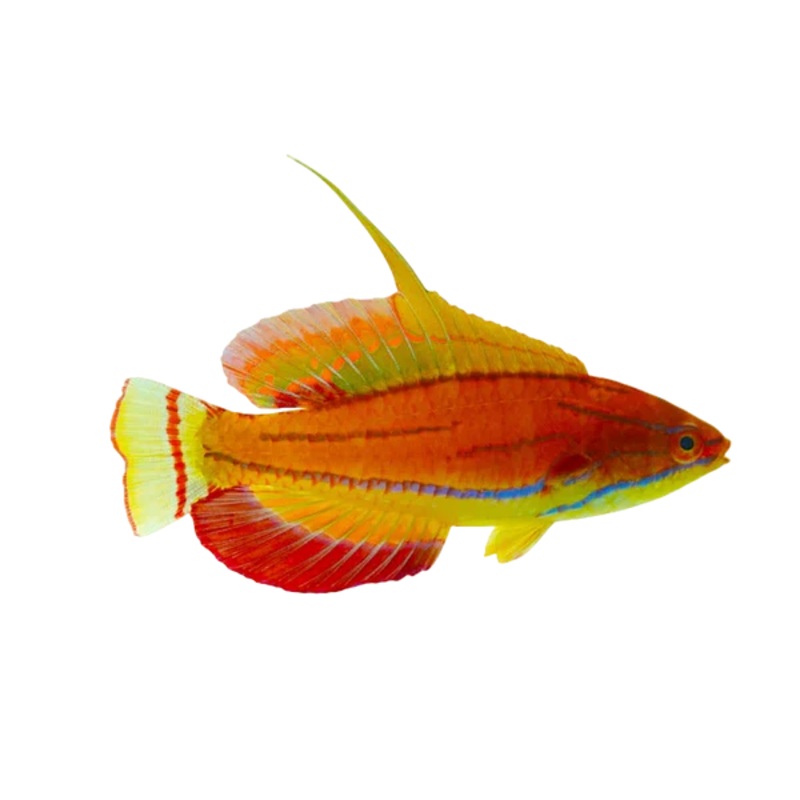 McCoskers Wrasse Male