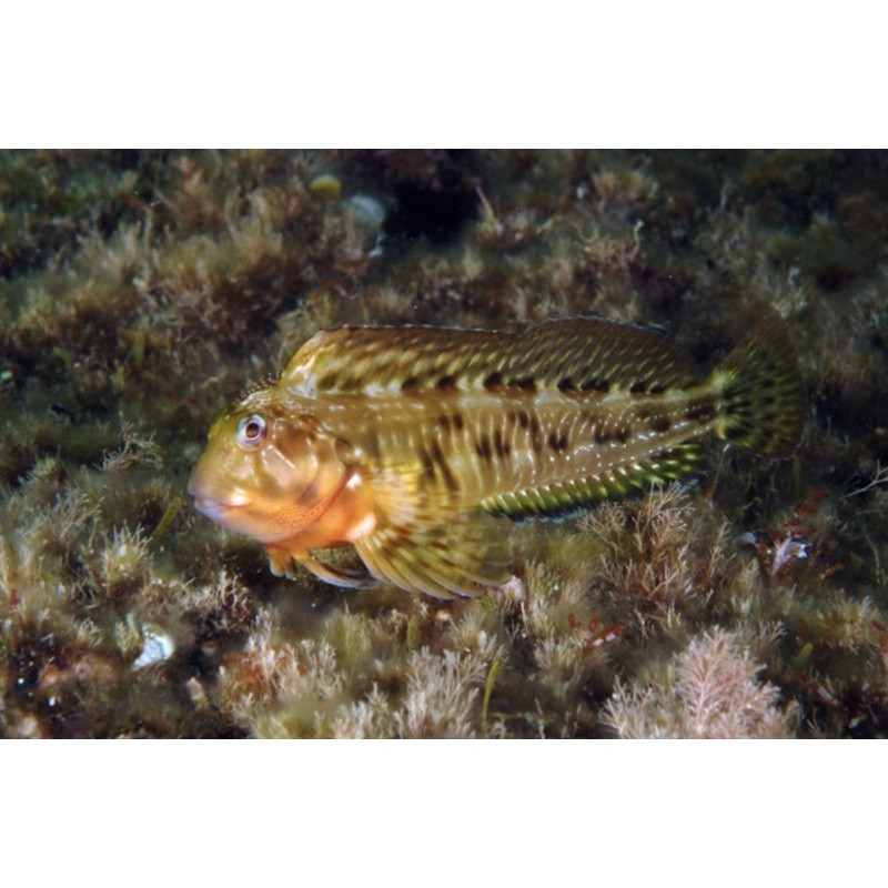 Molly Miller Blenny