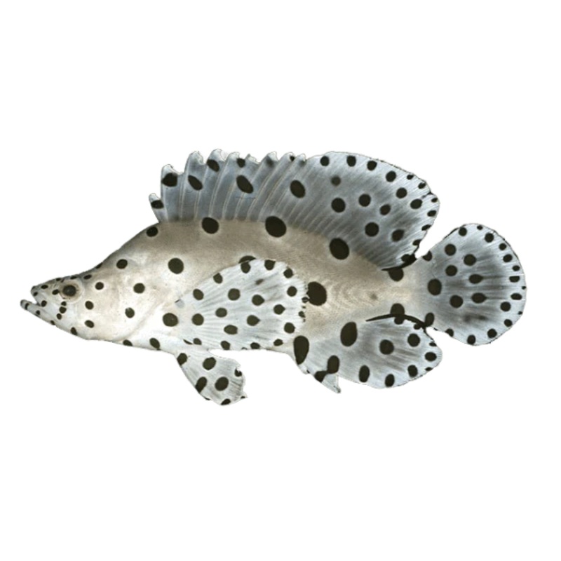 Panther Grouper
