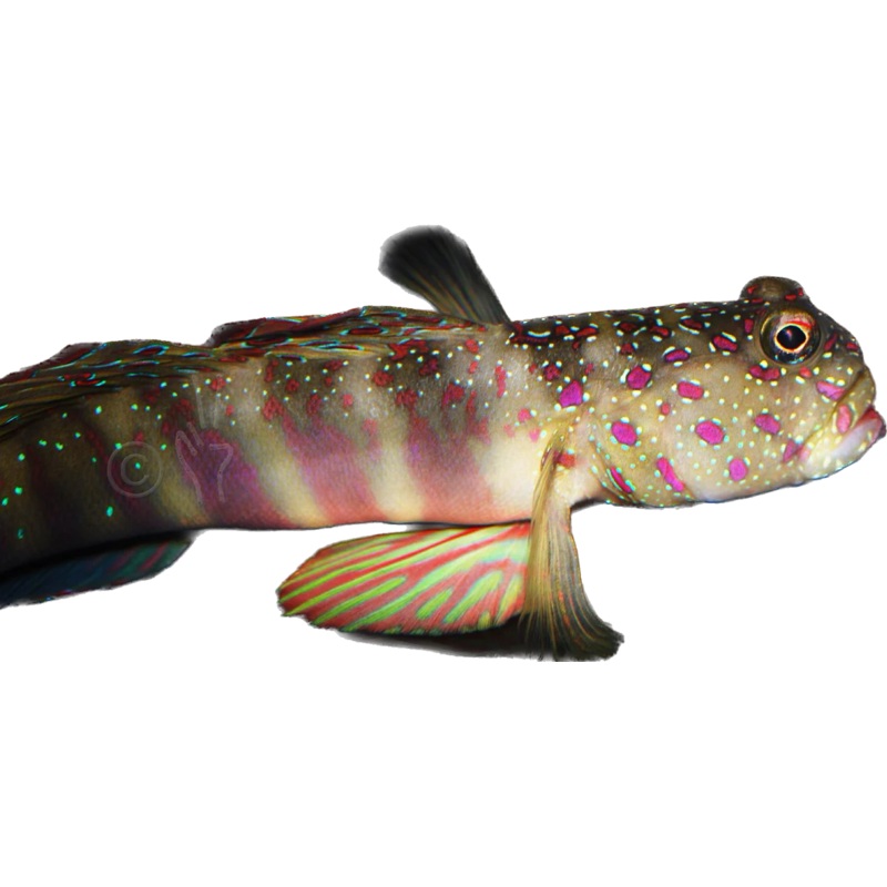 Pink and Blue spotted Prawn Goby
