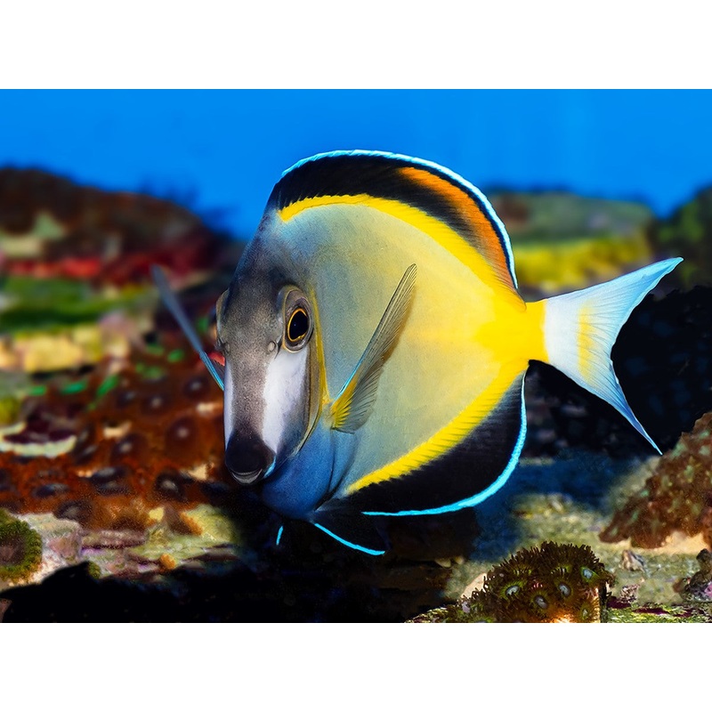 Powder Brown Tang