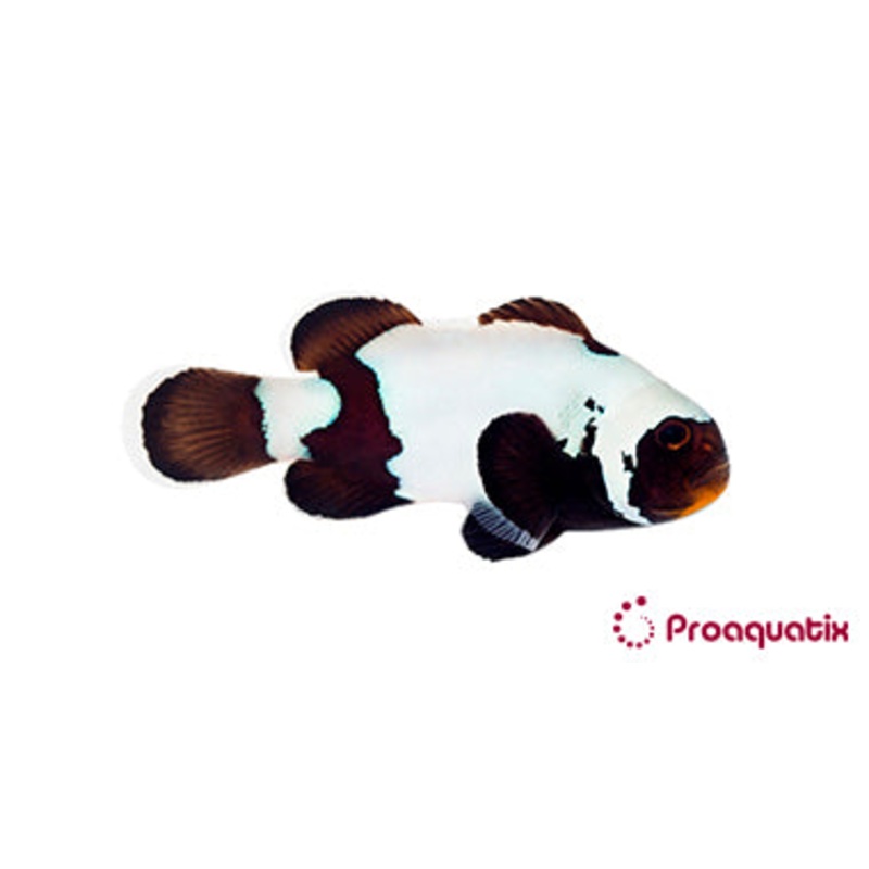 Premium Black Snowflake Clown Fish